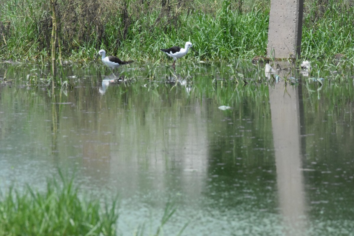 Black-winged Stilt - ML642204154