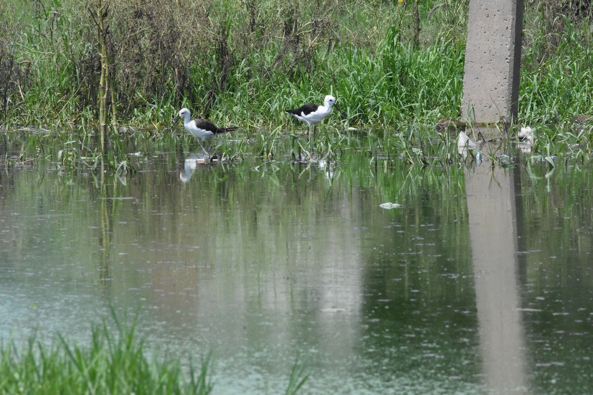 Black-winged Stilt - ML642204155