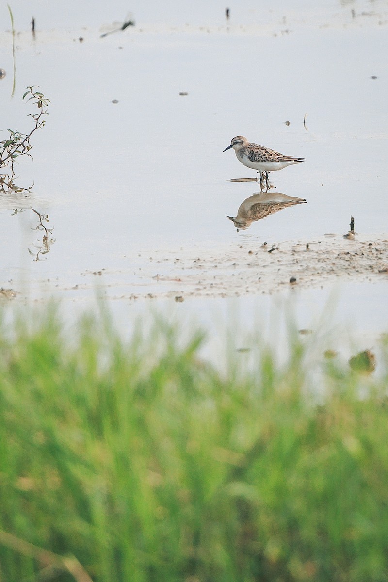 Red-necked Stint - ML642204156