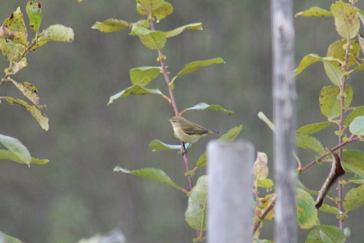 Common Chiffchaff - ML642204174