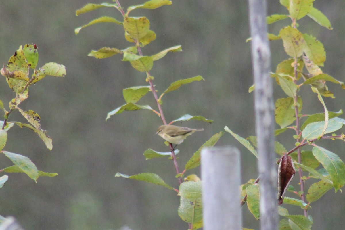 Common Chiffchaff - ML642204175