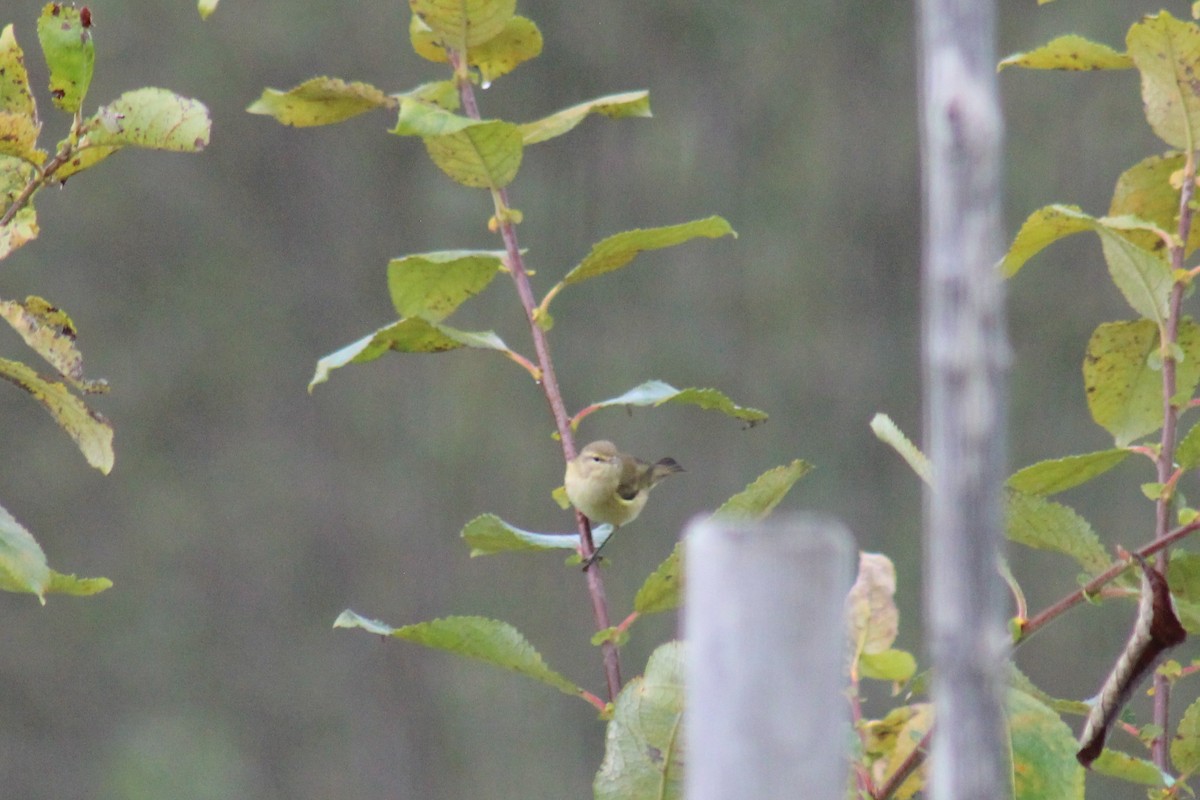 Common Chiffchaff - ML642204206