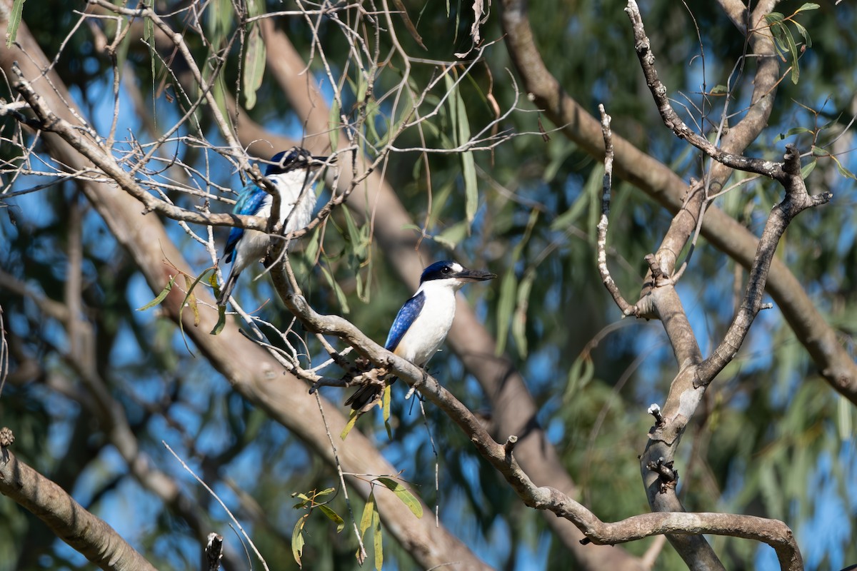 Forest Kingfisher - ML642204226