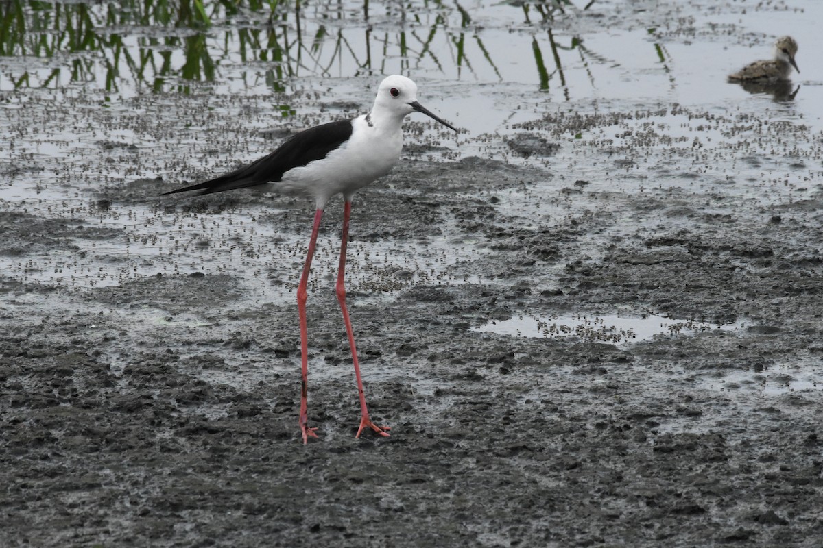 Black-winged Stilt - ML642204239