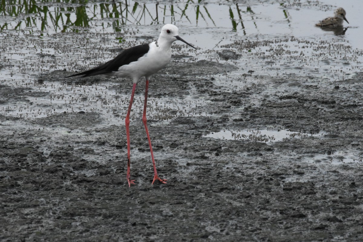 Black-winged Stilt - ML642204240
