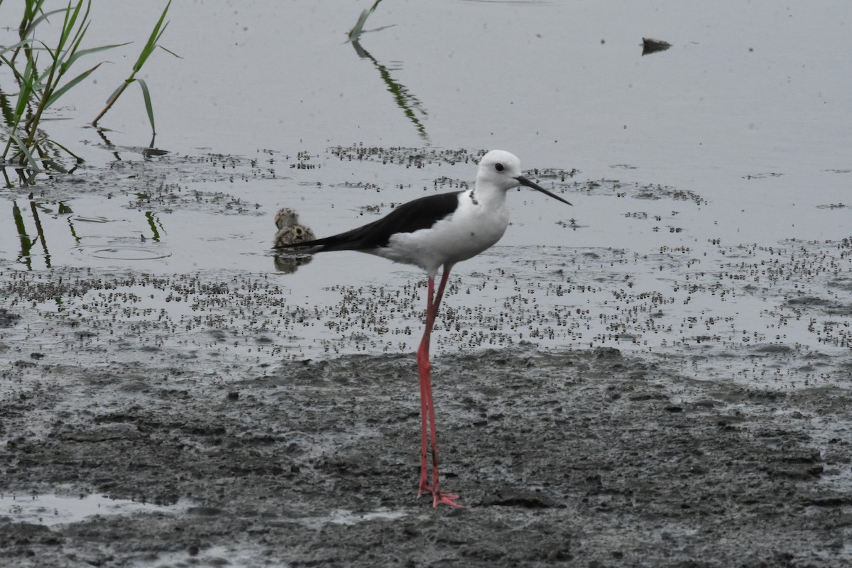 Black-winged Stilt - ML642204241