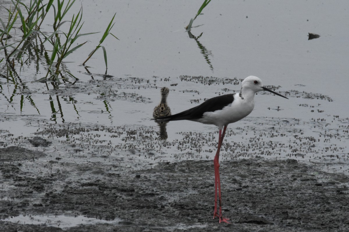 Black-winged Stilt - ML642204243