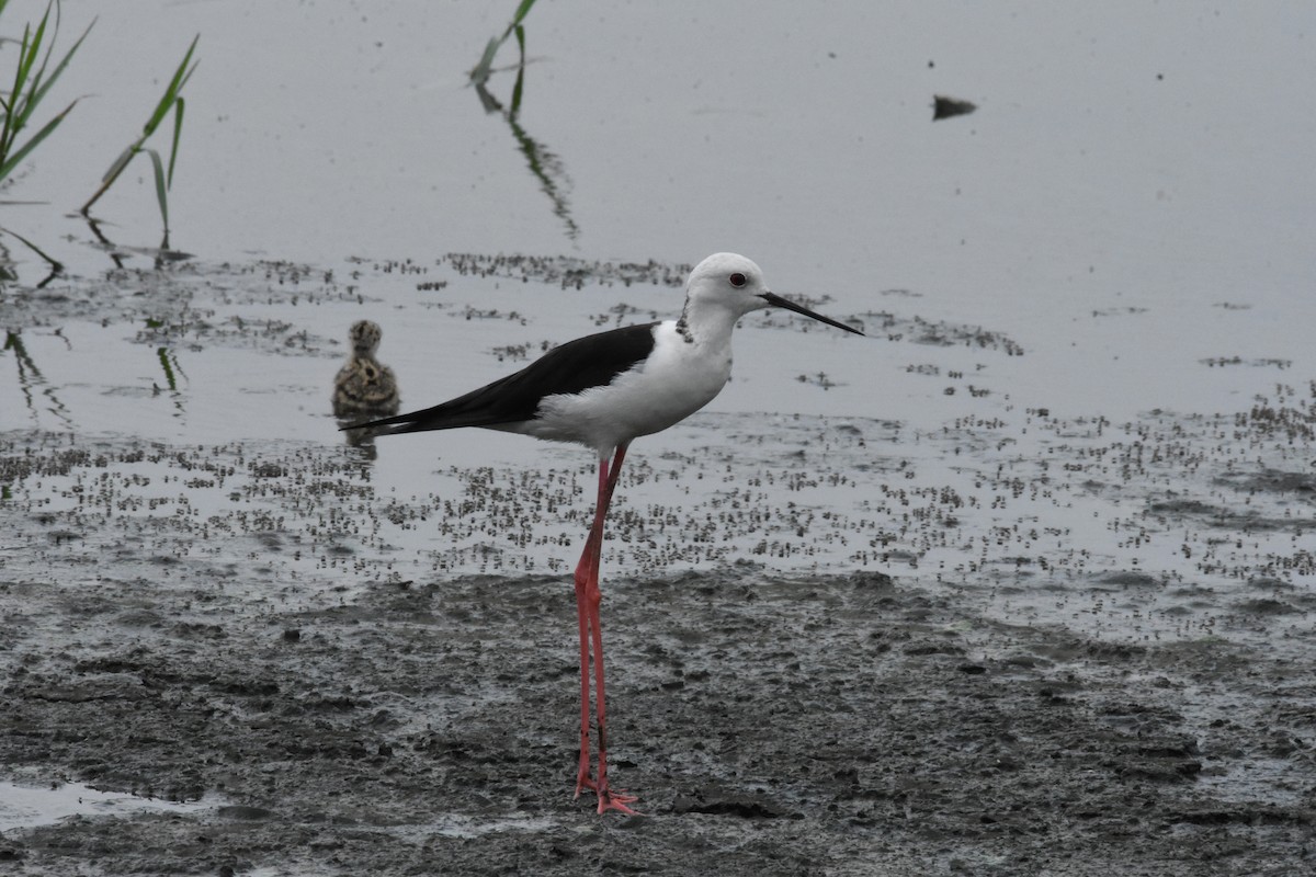 Black-winged Stilt - ML642204244