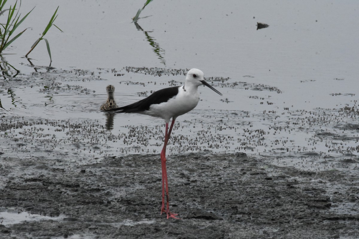 Black-winged Stilt - ML642204245