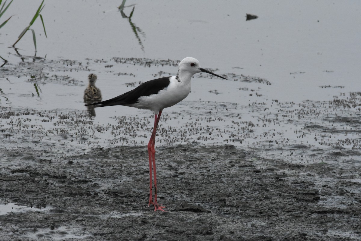 Black-winged Stilt - ML642204246