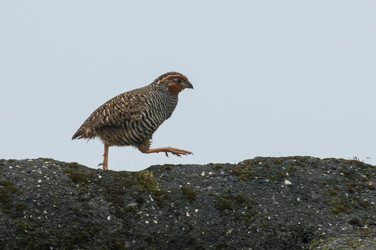 Jungle Bush-Quail - ML642204248
