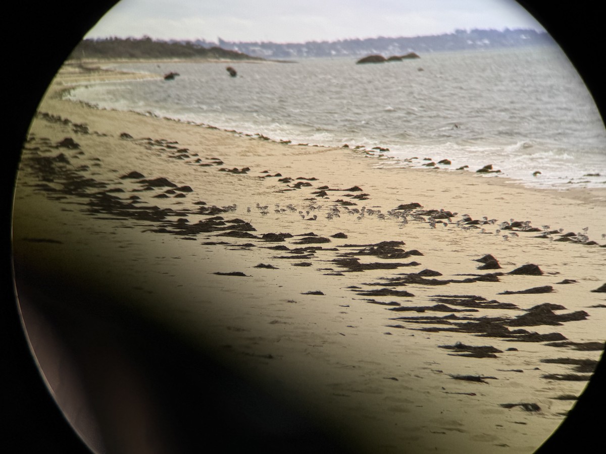 Red-necked Stint - ML642204251