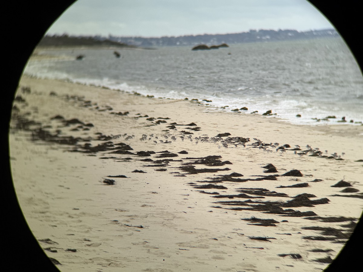 Red-necked Stint - ML642204252
