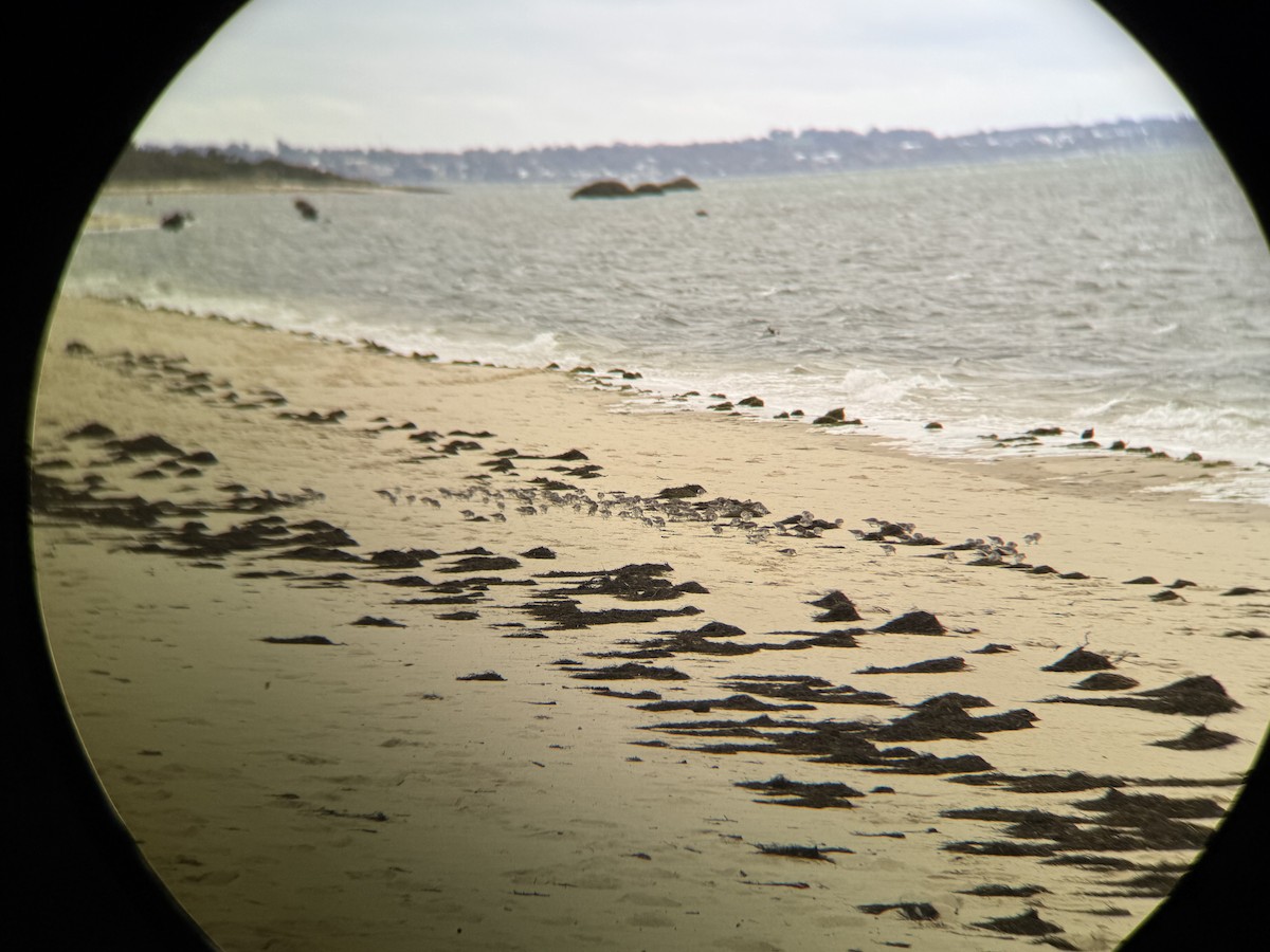 Red-necked Stint - ML642204253
