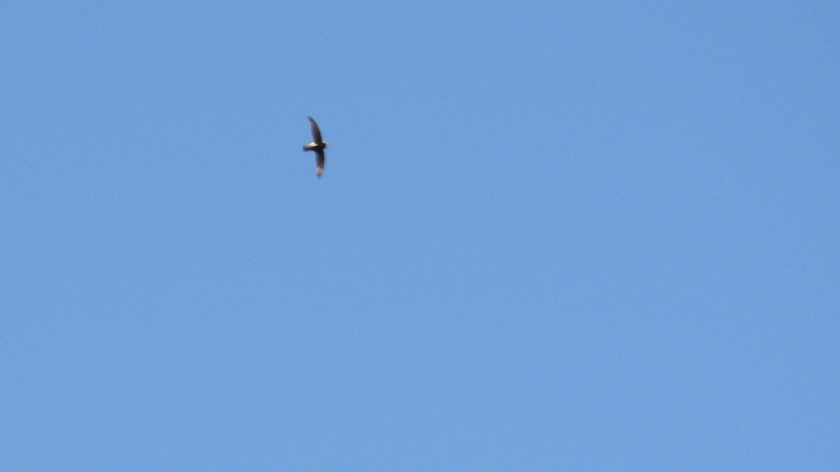 Little Swift - ML642204254