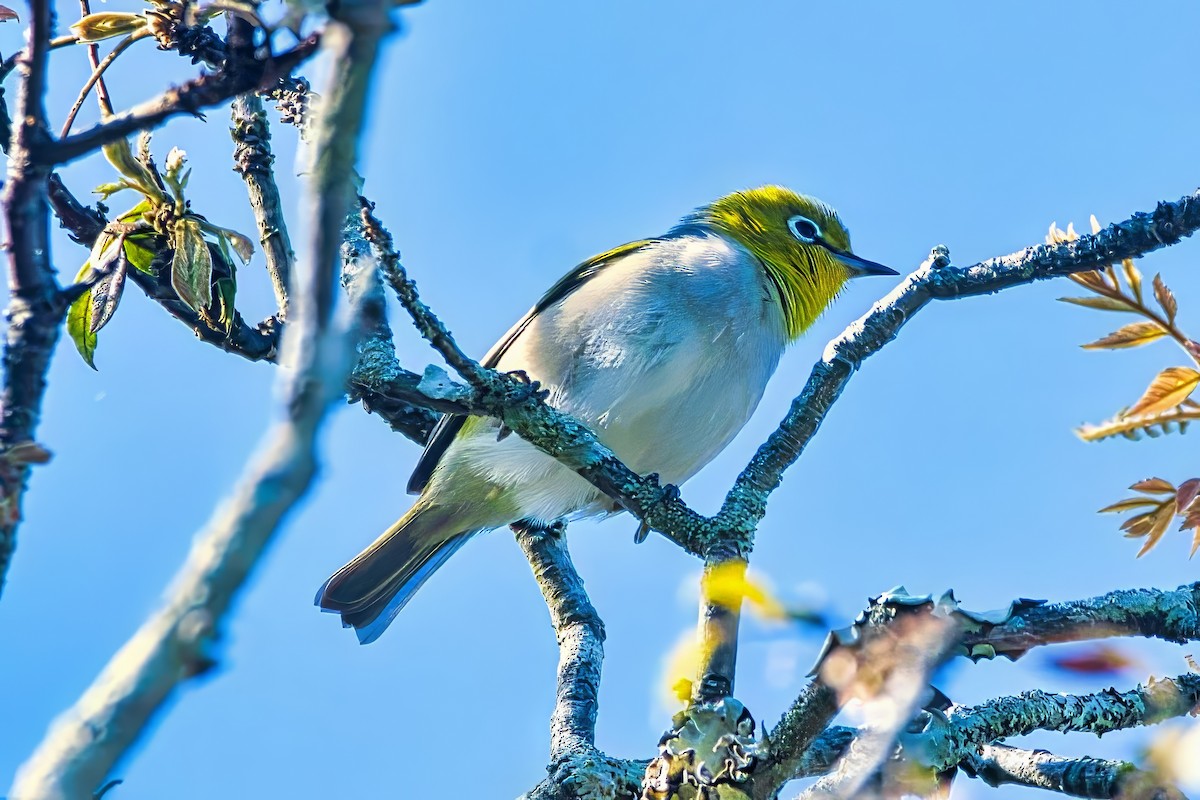 Silvereye - ML642204260
