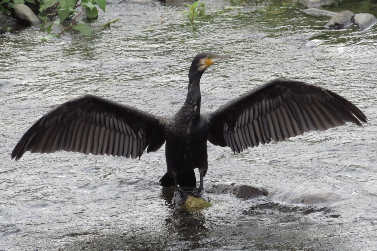 Great Cormorant - ML642204261