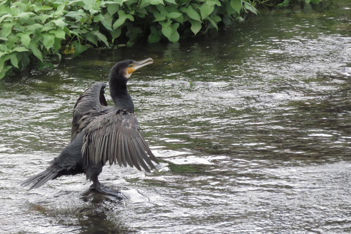 Great Cormorant - ML642204263