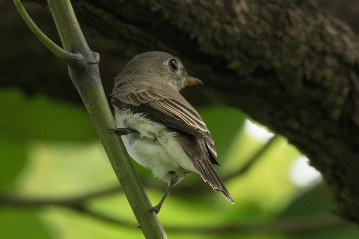 Asian Brown Flycatcher - ML642204265