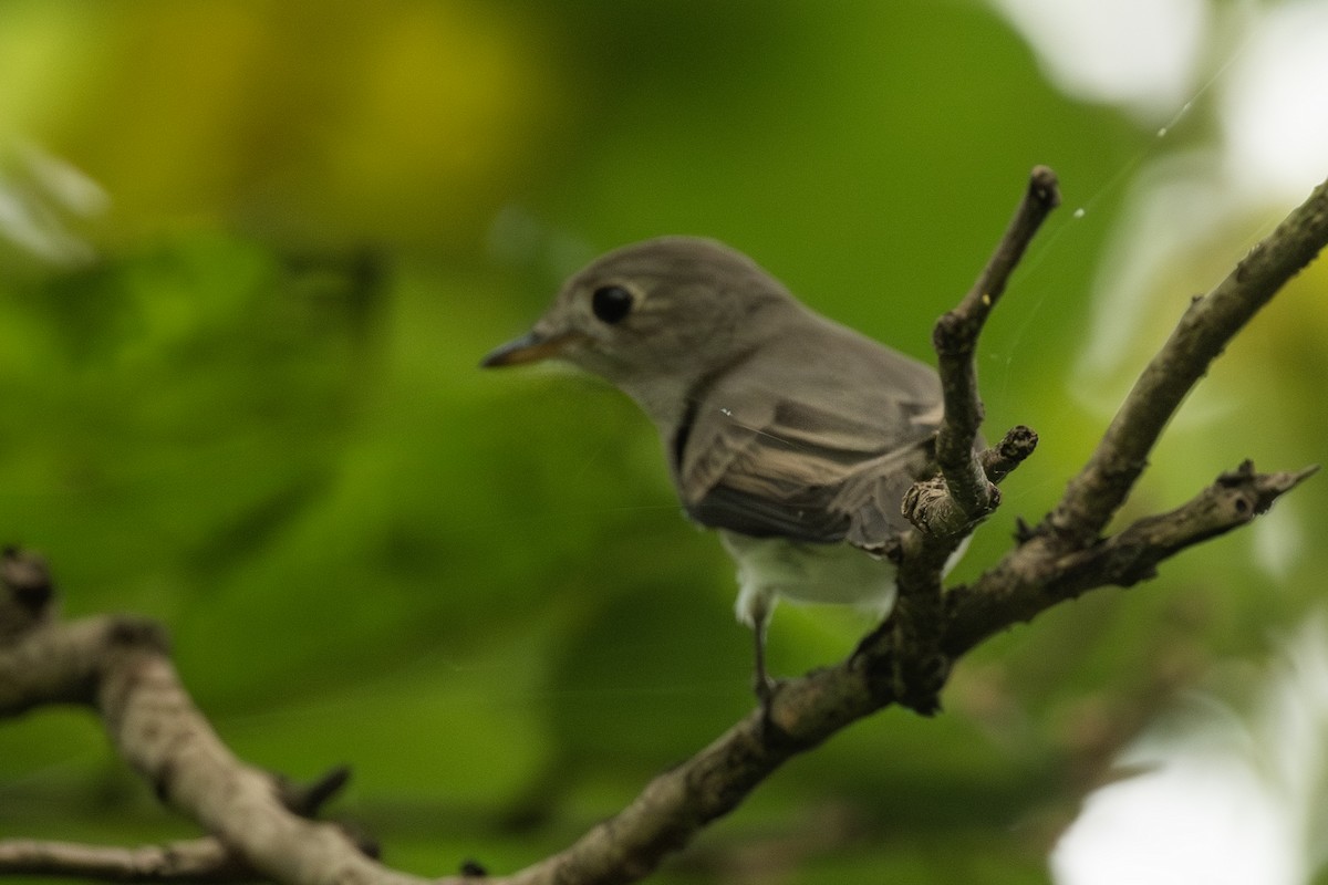 Asian Brown Flycatcher - ML642204266