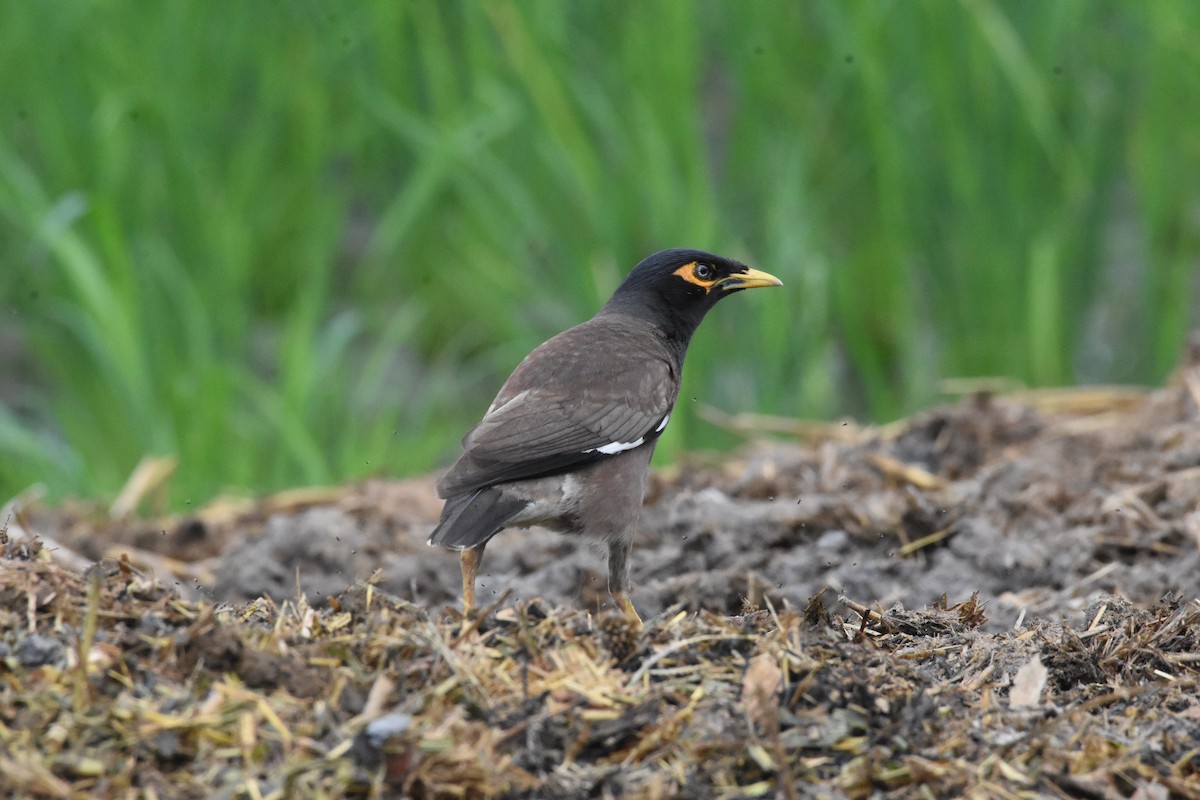 Common Myna - ML642204267