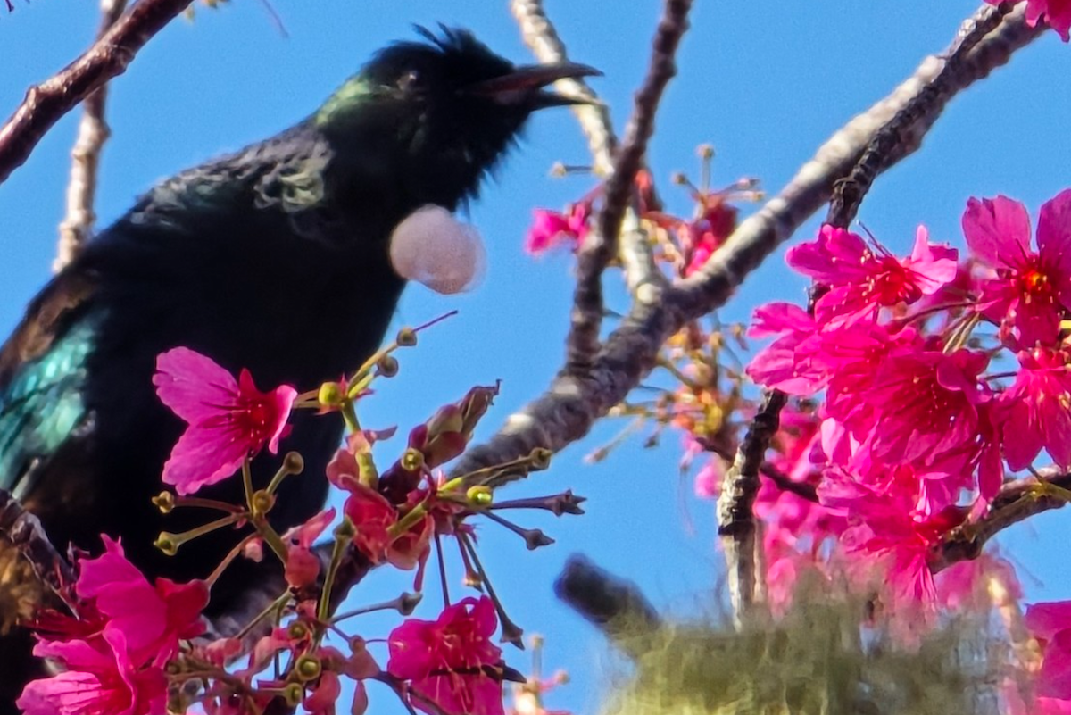 Tui - ML642204268