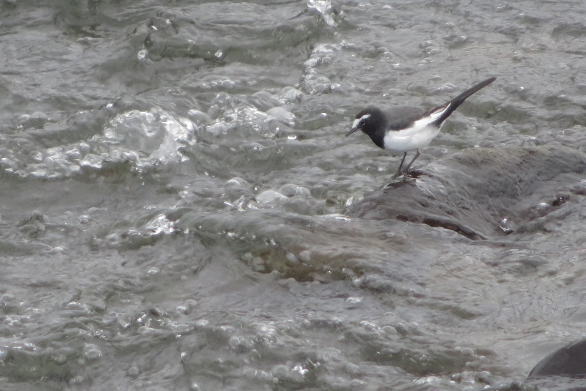 Japanese Wagtail - ML642204269