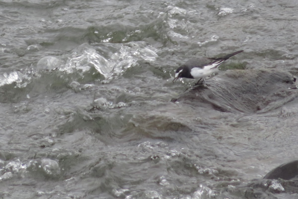 Japanese Wagtail - ML642204270