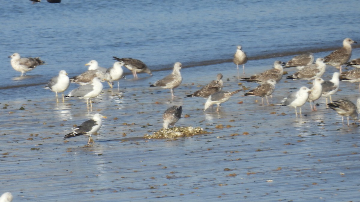 Yellow-legged Gull - ML642204271