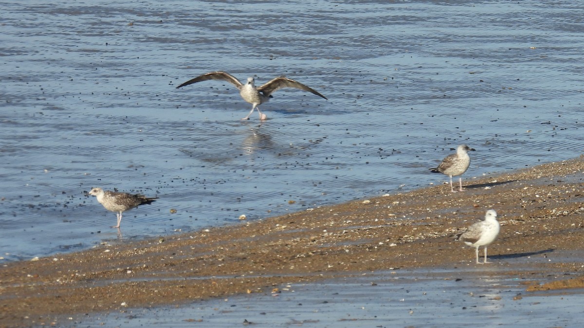 Yellow-legged Gull - ML642204272