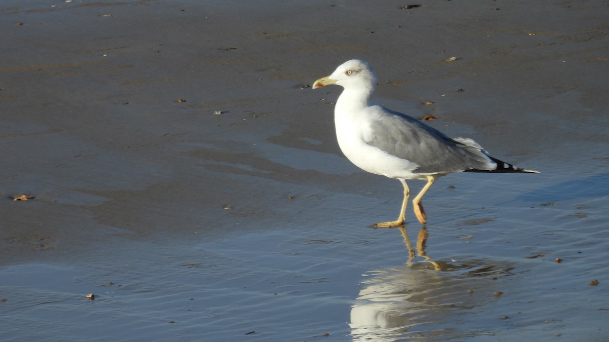 Yellow-legged Gull - ML642204273