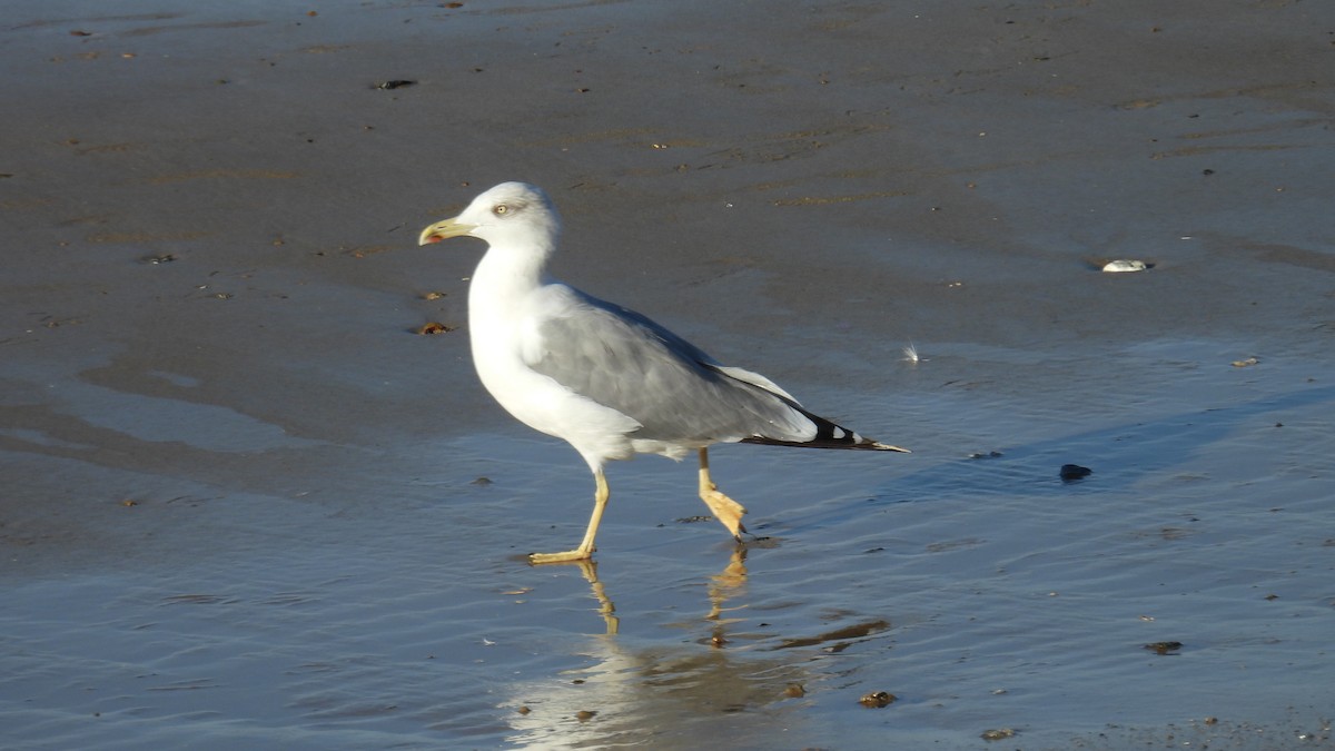 Yellow-legged Gull - ML642204275