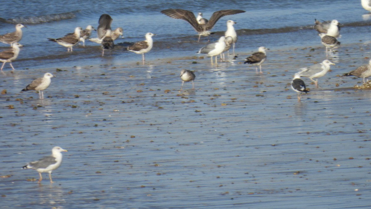 Yellow-legged Gull - ML642204276