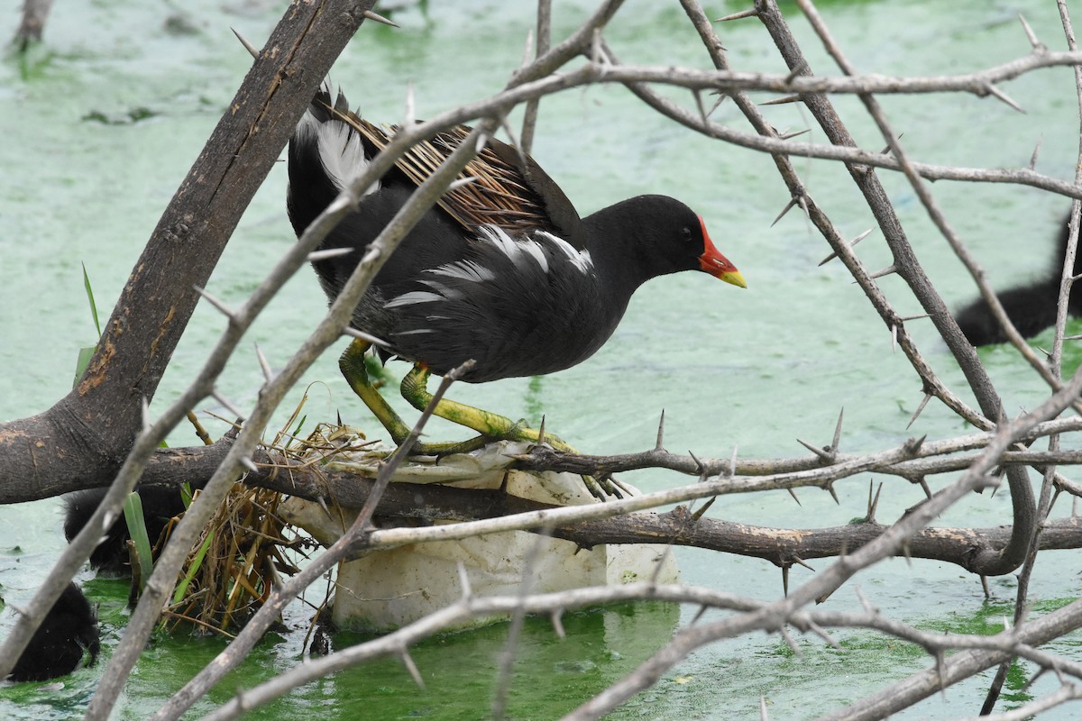 Eurasian Moorhen - ML642204277