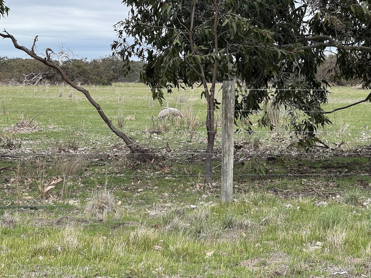 Cape Barren Goose - ML642204288