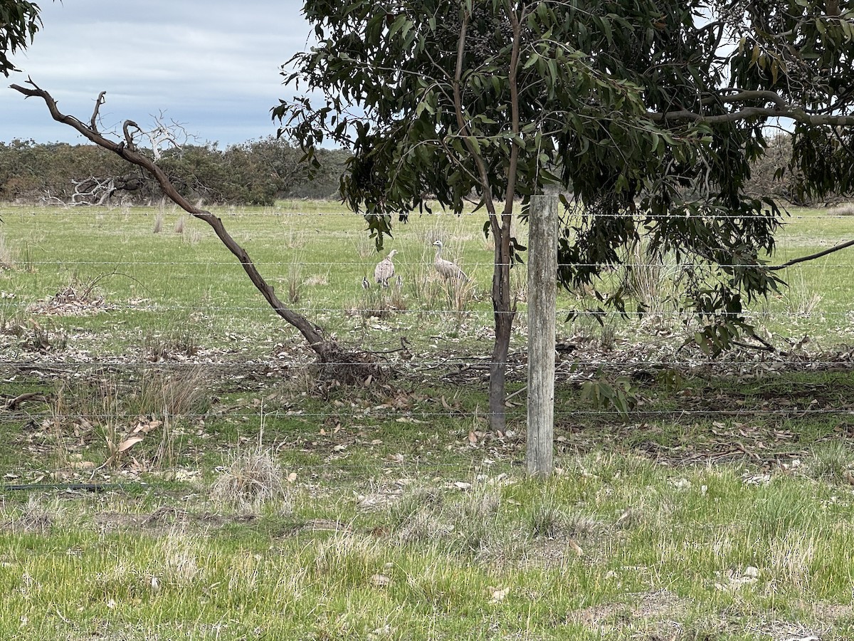 Cape Barren Goose - ML642204289