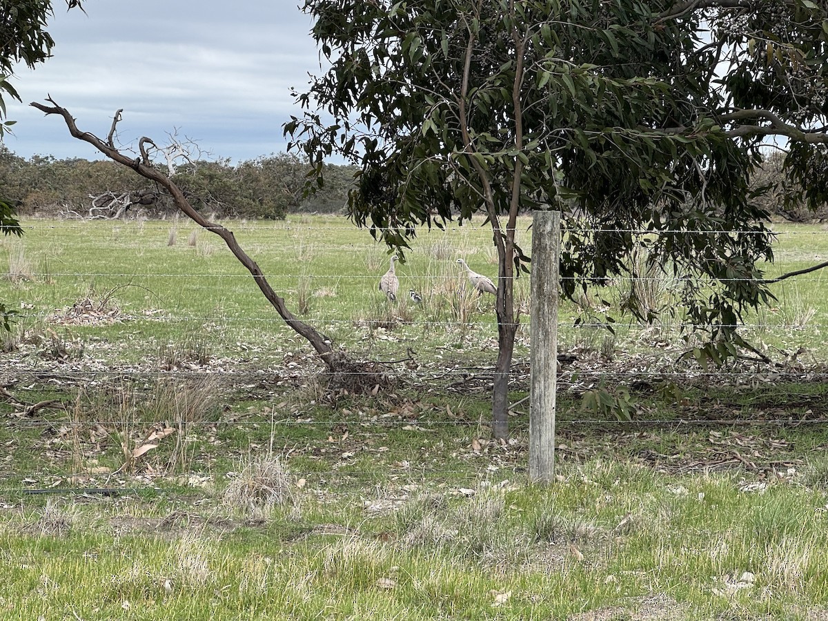 Cape Barren Goose - ML642204290