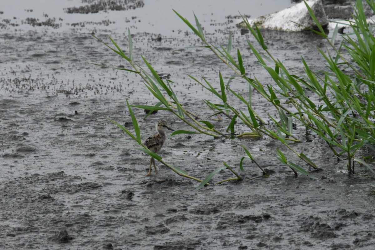 Black-winged Stilt - ML642204303