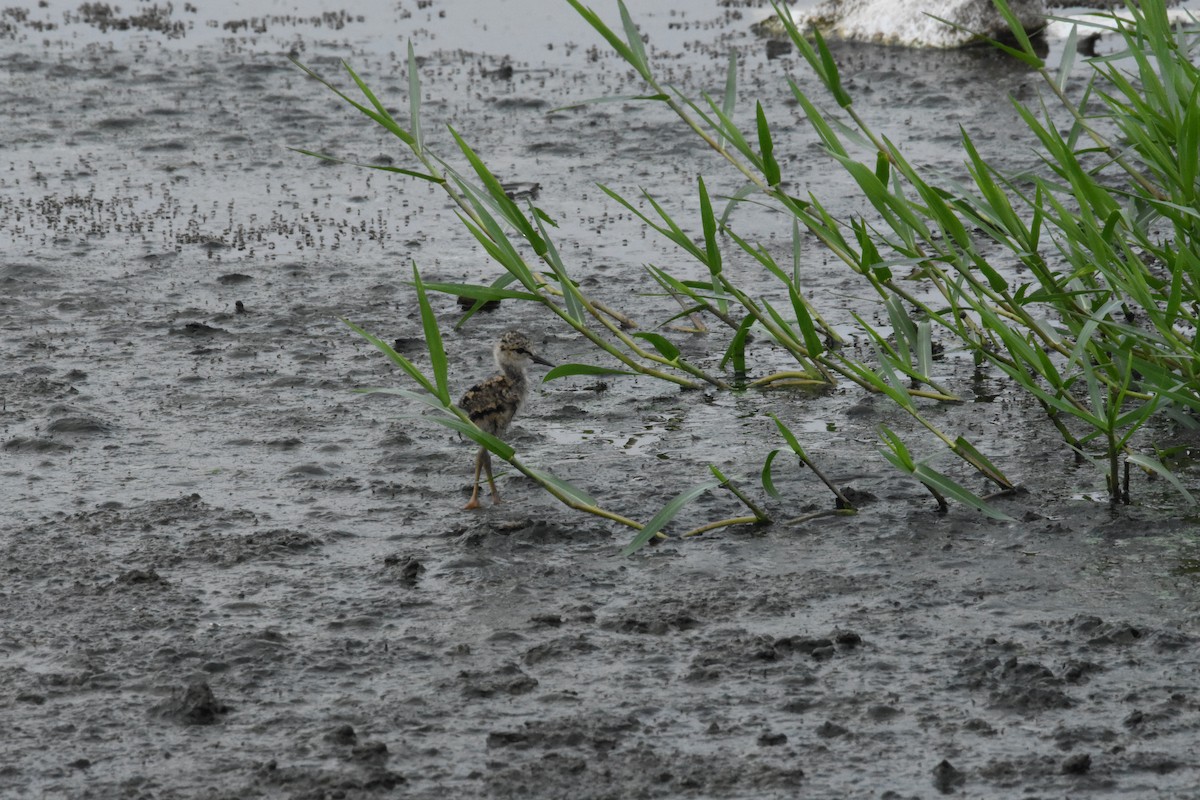Black-winged Stilt - ML642204304