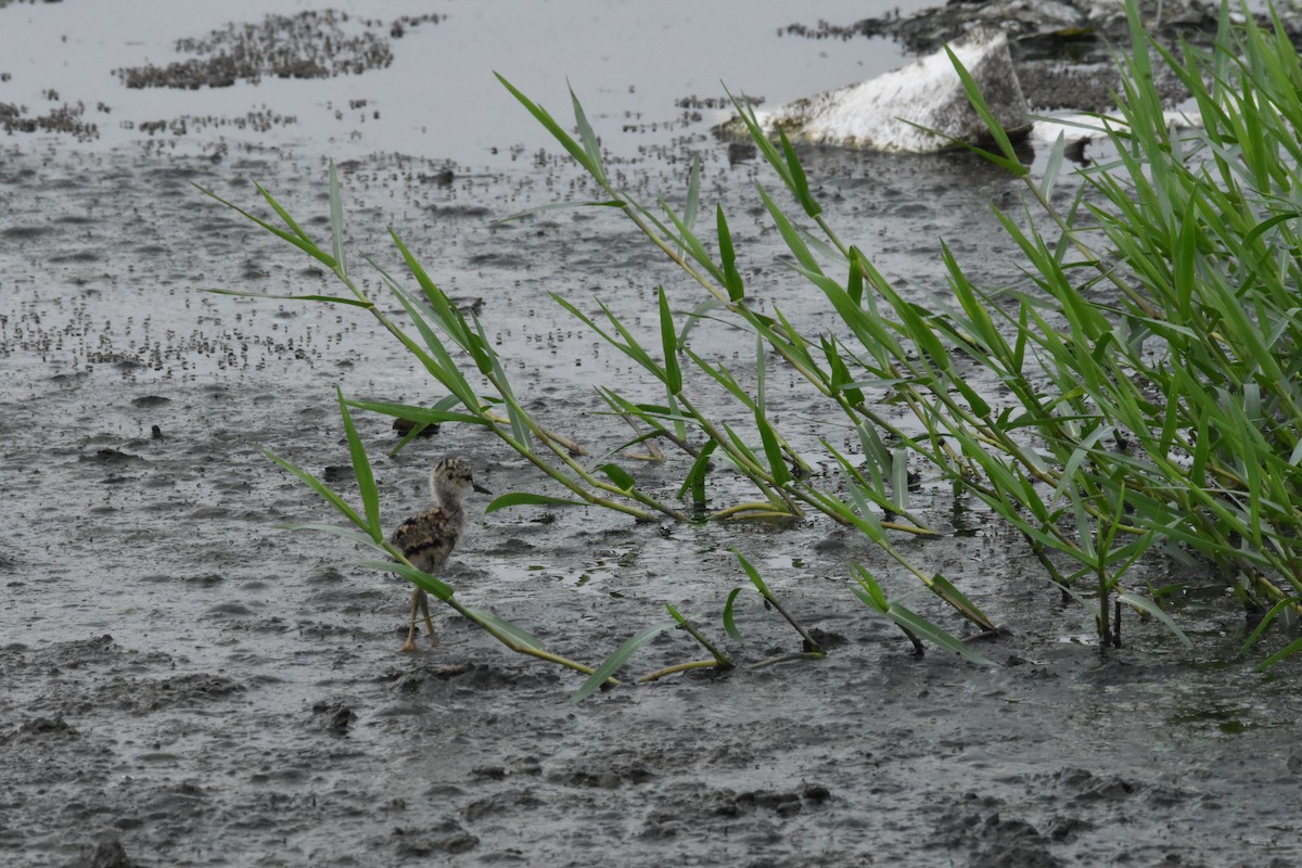 Black-winged Stilt - ML642204305