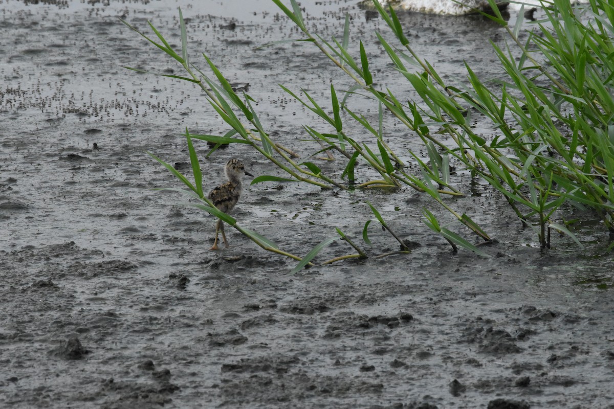 Black-winged Stilt - ML642204307