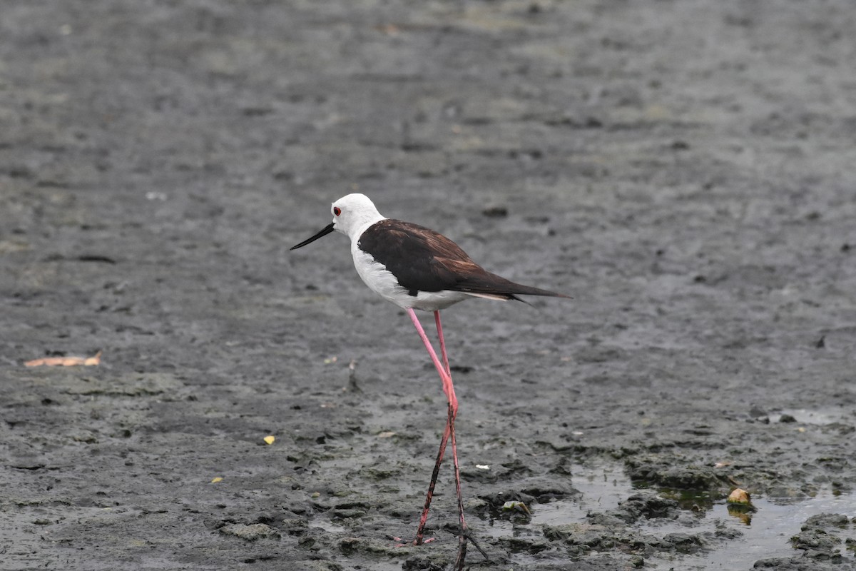 Black-winged Stilt - ML642204308
