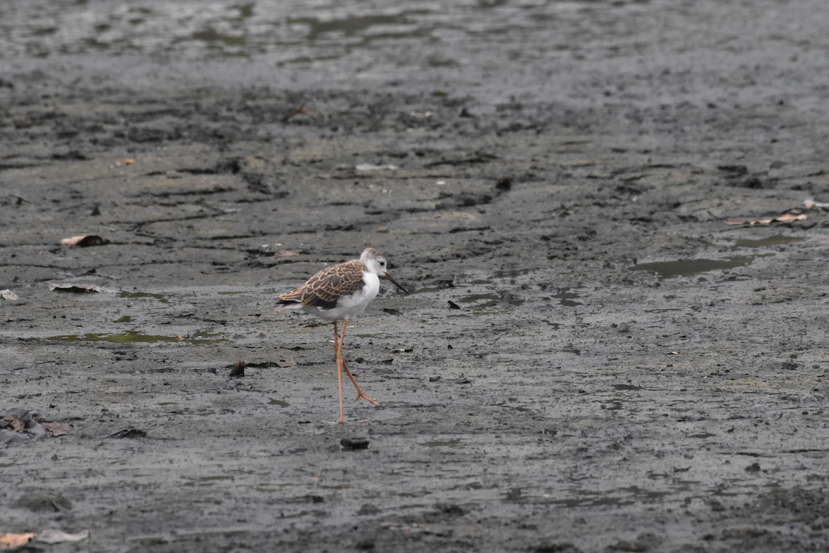 Black-winged Stilt - ML642204309