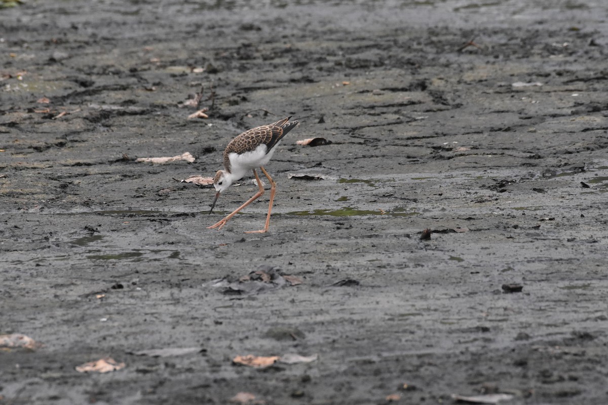 Black-winged Stilt - ML642204311