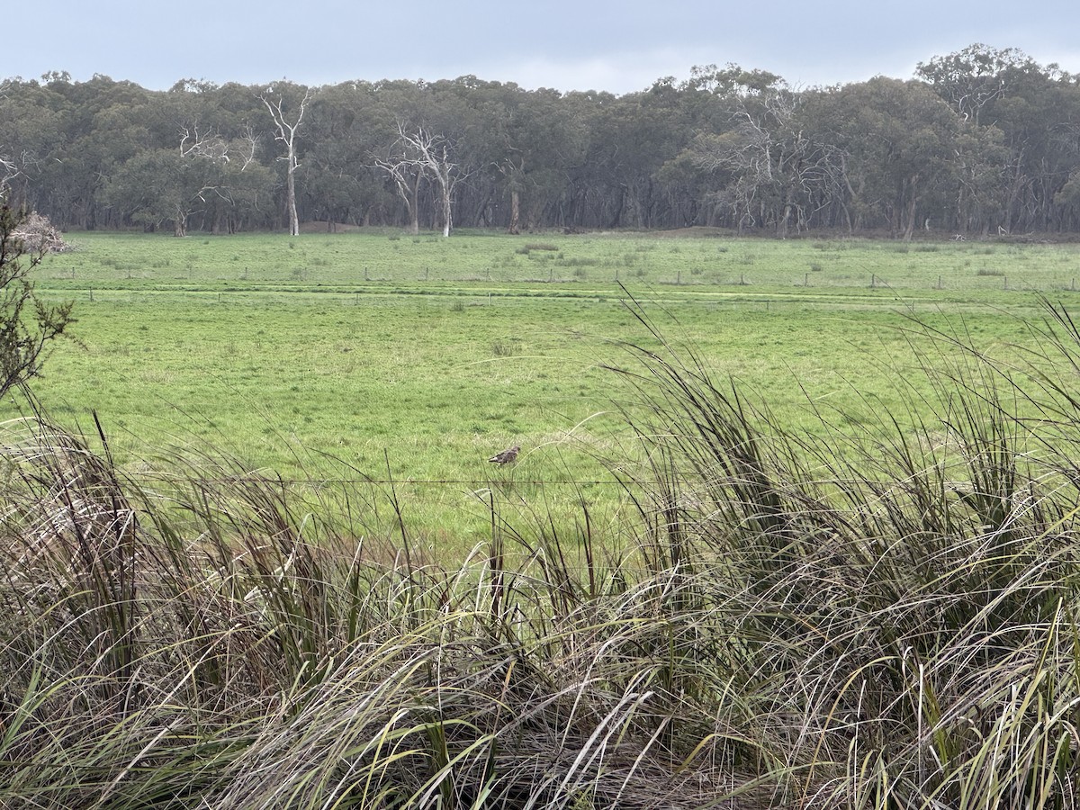 Swamp Harrier - ML642204357