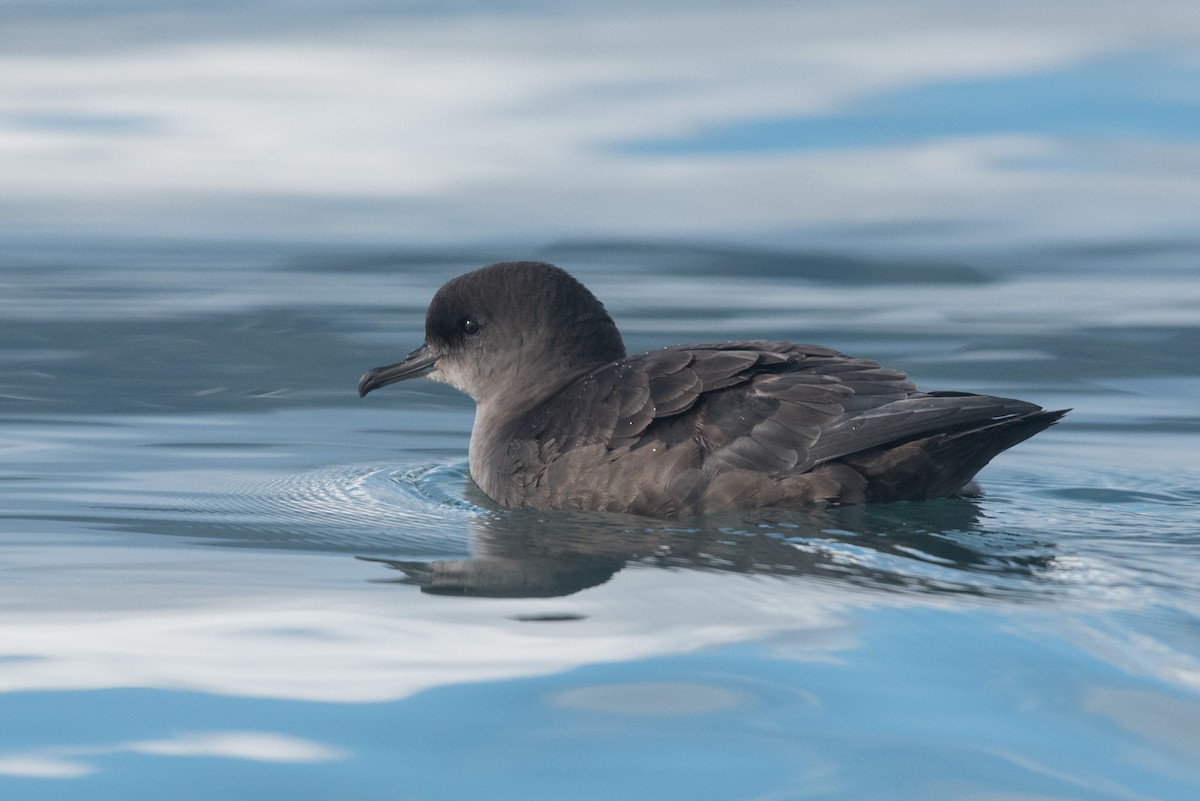 Short-tailed Shearwater - ML642204364