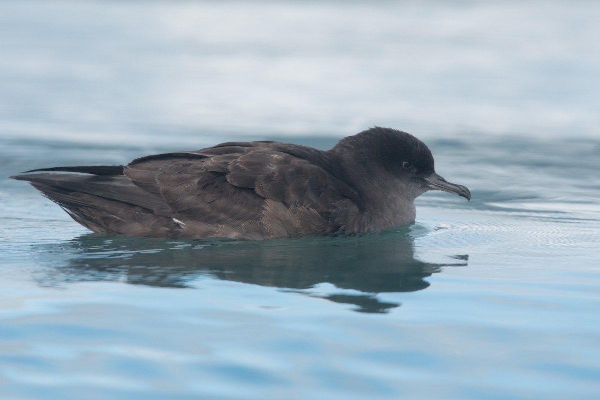 Short-tailed Shearwater - ML642204365