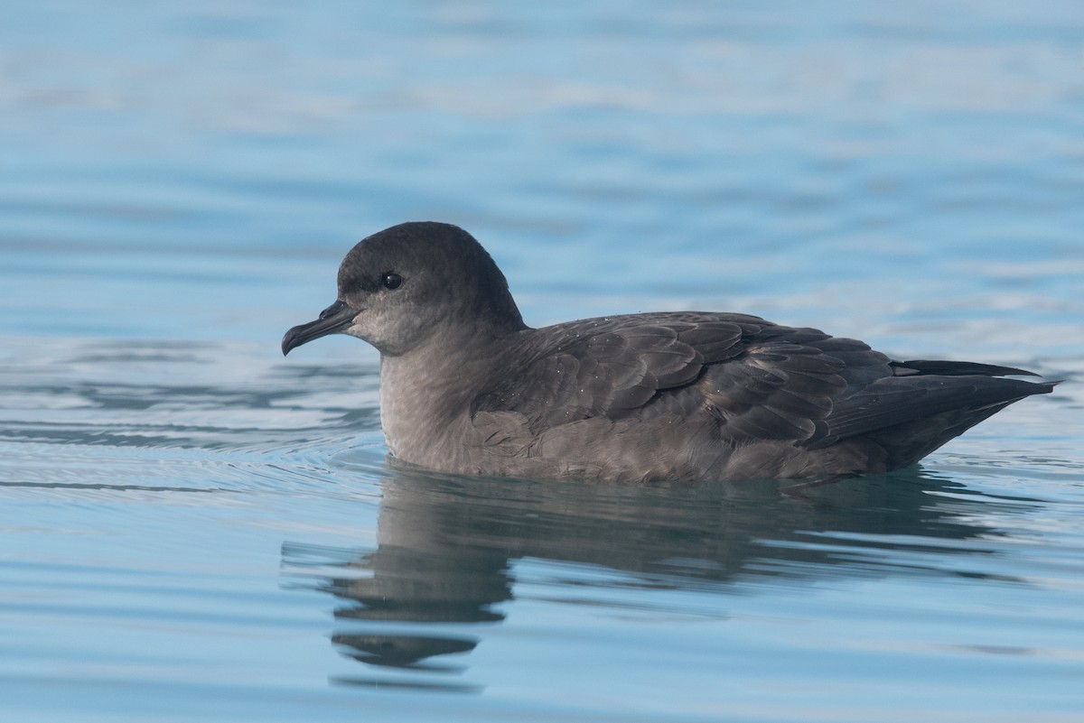 Short-tailed Shearwater - ML642204366