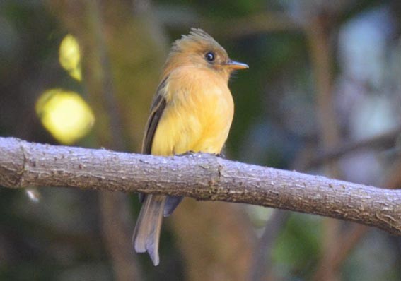 Tufted Flycatcher - ML642204371