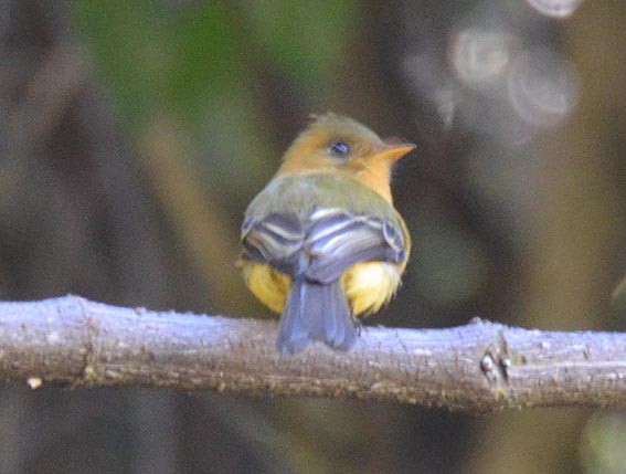 Tufted Flycatcher - ML642204372